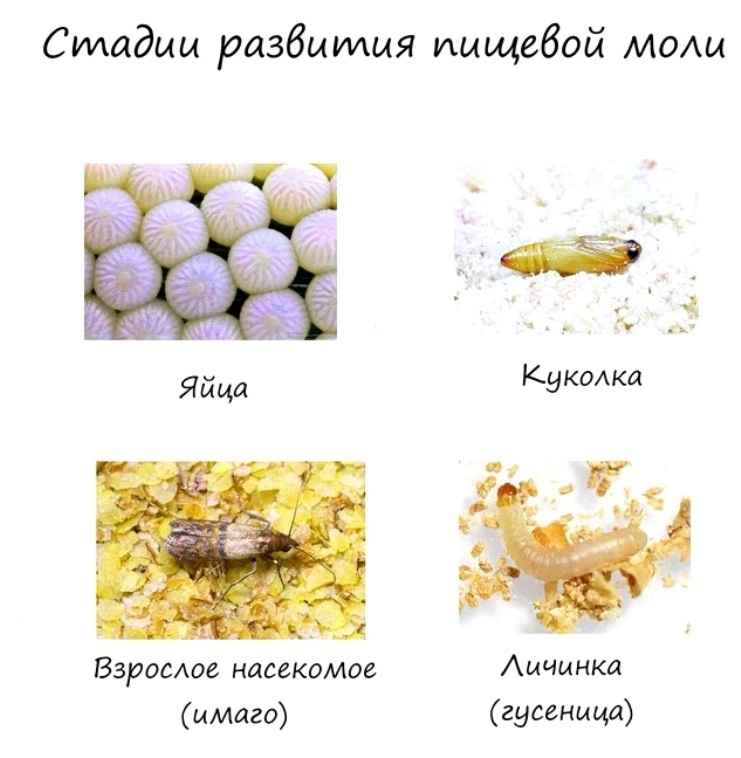 На фото описаны стадии развития моли